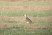 Sociable Lapwing, Ghantoot Polo Field, Abu Dhabi, November 2010 - click for larger image