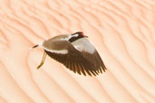 Red-wattled Lapwing, Al Ain Compost Plant, Abu Dhabi, March 2010 - click for larger image