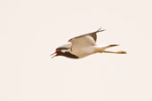 Red-wattled Lapwing, Al Ain Compost Plant, Abu Dhabi, March 2010 - click for larger image