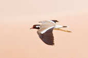 Red-wattled Lapwing, Al Ain Compost Plant, Abu Dhabi, March 2010 - click for larger image