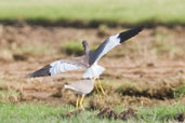 White-tailed Lapwing, Pivot Fields, Dubai, November 2010 - click for larger image