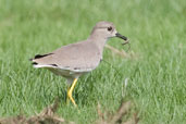 White-tailed Lapwing, Pivot Fields, Dubai, November 2010 - click for larger image