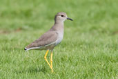 White-tailed Lapwing, Pivot Fields, Dubai, November 2010 - click for larger image