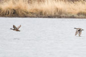 American Wigeon, Dezadeash Lake, Yukon, Canada, May 2009 - click on image for a larger view