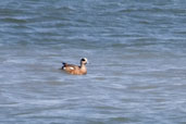 American Wigeon, Dezadeash Lake, Yukon, Canada, May 2009 - click on image for a larger view
