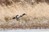 American Wigeon, Dezadeash Lake, Yukon, Canada, May 2009 - click on image for a larger view