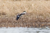 American Wigeon, Dezadeash Lake, Yukon, Canada, May 2009 - click on image for a larger view