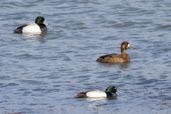 Greater Scaup, Dezadeash Lake, Yukon, Canada, May 2009 - click on image for a larger view