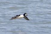 Male Barrow's Goldeneye, Dezadeash Lake, Yukon, Canada, May 2009 - click on image for a larger view