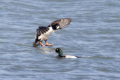 Male Barrow's Goldeneye, Dezadeash Lake, Yukon, Canada, May 2009 - click on image for a larger view