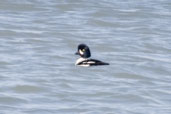 Male Barrow's Goldeneye, Dezadeash Lake, Yukon, Canada, May 2009 - click on image for a larger view