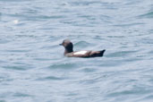 Pigeon Guillemot, Vancouver, Canada, May 2009 - click on image for a larger view
