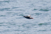 Pigeon Guillemot, Vancouver, Canada, May 2009 - click on image for a larger view
