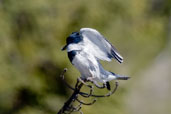 Male Belted Kingfisher, Dezadeash Lake, Yukon, Canada, June 2009 - click on image for a larger view