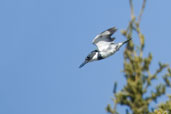 Male Belted Kingfisher, Dezadeash Lake, Yukon, Canada, June 2009 - click on image for a larger view