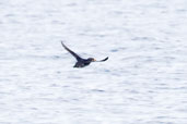 Rhinoceros Auklet, Vancouver, Canada, May 2009 - click on image for a larger view