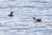 Rhinoceros Auklet, Vancouver, Canada, May 2009 - click on image for a larger view