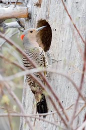Female Northern Flicker,Dezadeash Lake, Yukon, Canada, May 2009 - click on image for a larger view