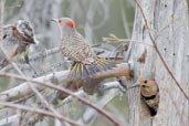 Female and male Northern Flicker,Dezadeash Lake, Yukon, Canada, May 2009 - click on image for a larger view