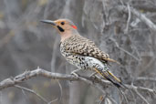 Male Northern Flicker,Dezadeash Lake, Yukon, Canada, May 2009 - click on image for a larger view