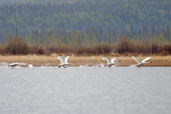 Trumpeter Swan, Dezadeash Lake, Yukon, Canada, May 2009 - click on image for a larger view