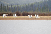 Trumpeter Swan, Dezadeash Lake, Yukon, Canada, May 2009 - click on image for a larger view