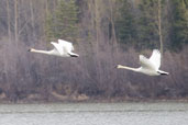 Trumpeter Swan, Dezadeash Lake, Yukon, Canada, May 2009 - click on image for a larger view