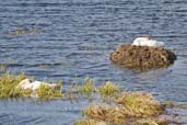 Trumpeter Swan, Dezadeash Lake, Yukon, Canada, May 2009 - click on image for a larger view