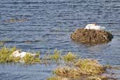 Trumpeter Swan, Dezadeash Lake, Yukon, Canada, May 2009 - click on image for a larger view
