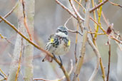Female Yellow-rumped Warbler,Dezadeash Lake, Yukon, Canada, May 2009 - click on image for a larger view