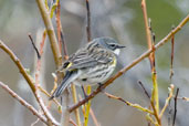 Female Yellow-rumped Warbler,Dezadeash Lake, Yukon, Canada, May 2009 - click on image for a larger view