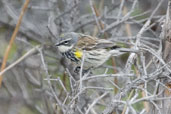 Female Yellow-rumped Warbler,Dezadeash Lake, Yukon, Canada, May 2009 - click on image for a larger view