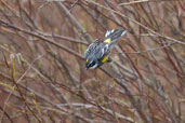 Male Yellow-rumped Warbler,Dezadeash Lake, Yukon, Canada, May 2009 - click on image for a larger view