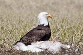 Bald Eagle, Dezadeash Lake, Yukon, Canada, June 2009 - click on image for a larger view