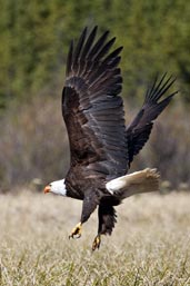 Bald Eagle, Dezadeash Lake, Yukon, Canada, June 2009 - click on image for a larger view