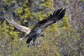 Bald Eagle, Dezadeash Lake, Yukon, Canada, June 2009 - click on image for a larger view
