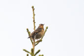 Varied Thrush,Dezadeash Lake, Yukon, Canada, May 2009 - click on image for a larger view