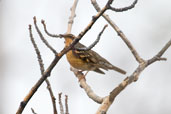 Varied Thrush,Dezadeash Lake, Yukon, Canada, May 2009 - click on image for a larger view