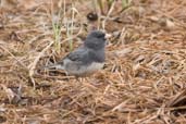 Dark-eyed Junco,Dezadeash Lake, Yukon, Canada, May 2009 - click on image for a larger view