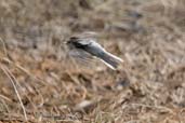 Dark-eyed Junco,Dezadeash Lake, Yukon, Canada, May 2009 - click on image for a larger view