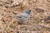 Dark-eyed Junco,Dezadeash Lake, Yukon, Canada, May 2009 - click on image for a larger view