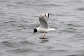 Bonaparte's Gull, Dezadeash Lake, Yukon, Canada, June 2009 - click on image for a larger view