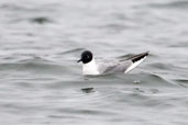 Bonaparte's Gull, Dezadeash Lake, Yukon, Canada, June 2009 - click on image for a larger view