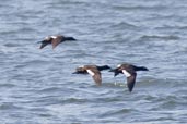 White-winged Scoter, Vancouver, British Columbia, Canada, May 2009 - click on image for a larger view