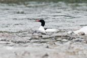 Goosander, Dezadeash Lake, Yukon, Canada, May 2009 - click on image for a larger view