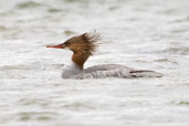 Goosander, Dezadeash Lake, Yukon, Canada, May 2009 - click on image for a larger view