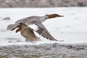 Goosander, Dezadeash Lake, Yukon, Canada, May 2009 - click on image for a larger view