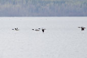 Goosander, Dezadeash Lake, Yukon, Canada, May 2009 - click on image for a larger view