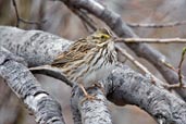 Savannah Sparrow,Dezadeash Lake, Yukon, Canada, May 2009 - click on image for a larger view