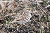 Savannah Sparrow,Dezadeash Lake, Yukon, Canada, May 2009 - click on image for a larger view